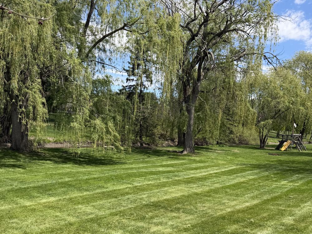 A backyard lawn with crisp mower stripes beneath mature willow trees