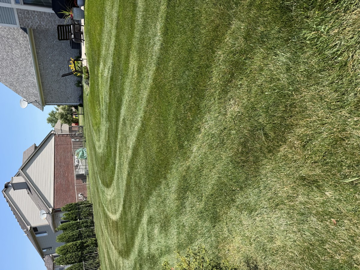 A precisely striped, freshly mowed backyard lawn in Macomb County